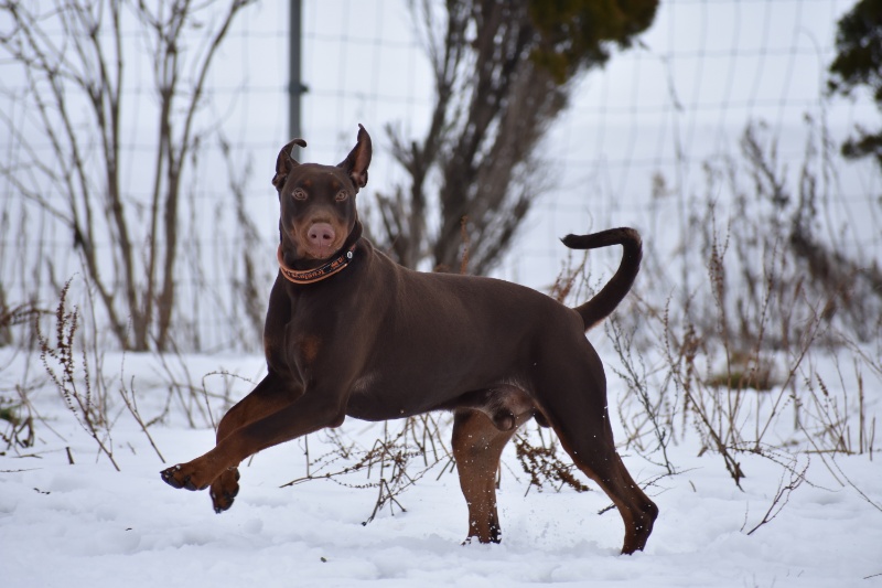 dobermann